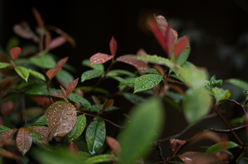 葉の雨粒