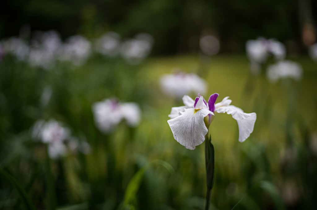 花菖蒲　2