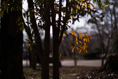 京都植物園　19