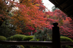 詩仙堂　紅葉　1