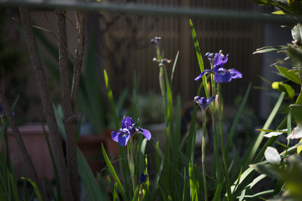 菖蒲