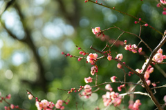 開花中