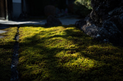苔庭で