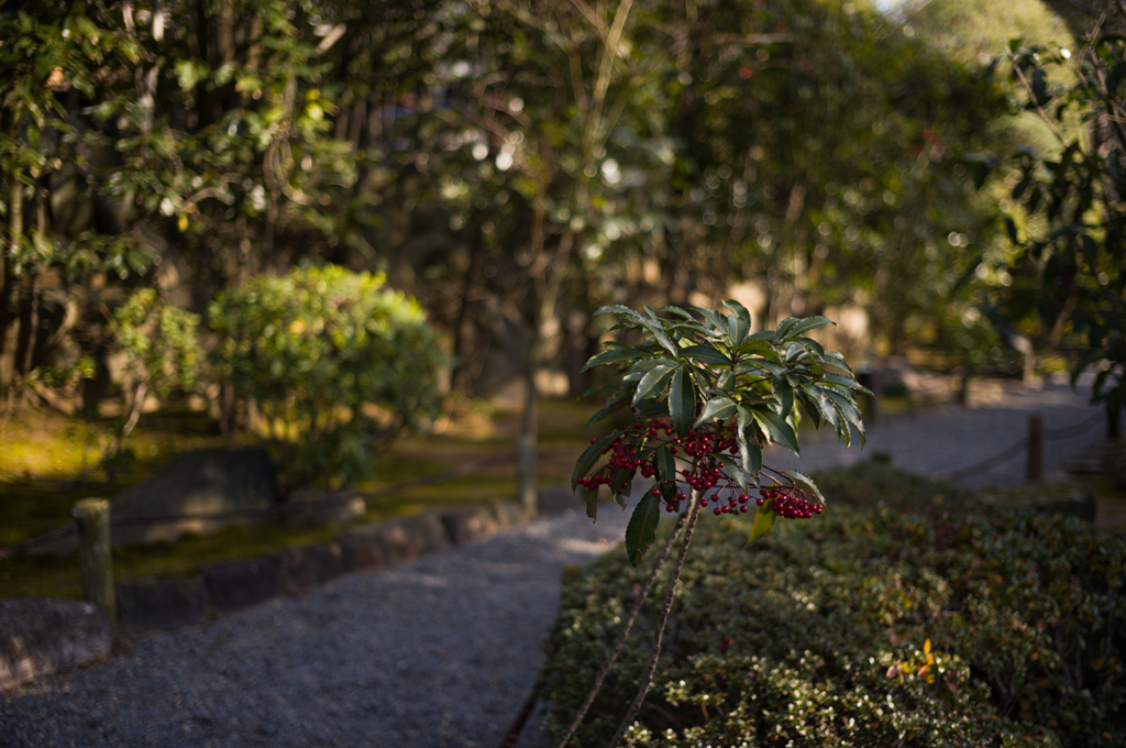 京都妙心寺　退蔵院　13