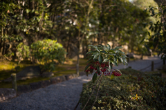 京都妙心寺　退蔵院　13