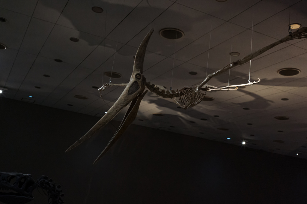 太古の空の覇者