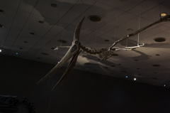 太古の空の覇者