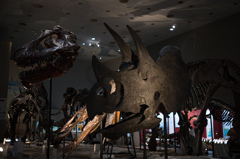 トリケラトプス