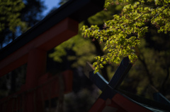 青紅葉