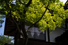 白沙村荘・橋本関雪記念館　17