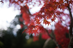 圓光寺　紅葉　15
