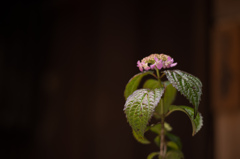 紫陽花