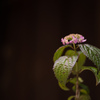 紫陽花
