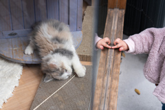 じゃれあい