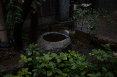 雨の中で