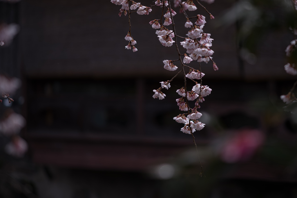 京桜