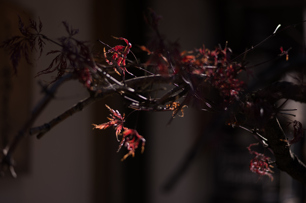 紅葉も寒い季節