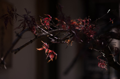 紅葉も寒い季節