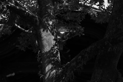 神社の樹