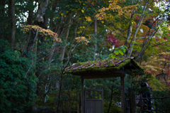 京都天授庵　紅葉1