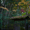 京都天授庵　紅葉1