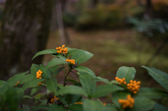 圓光寺　紅葉　9