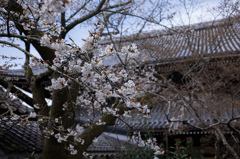 南禅寺の桜　3
