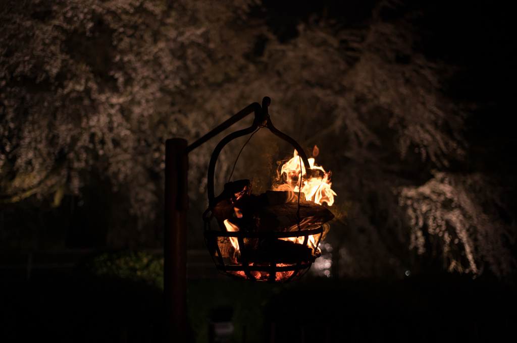 夜桜松明