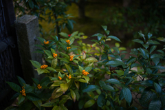 京都妙心寺　退蔵院　5
