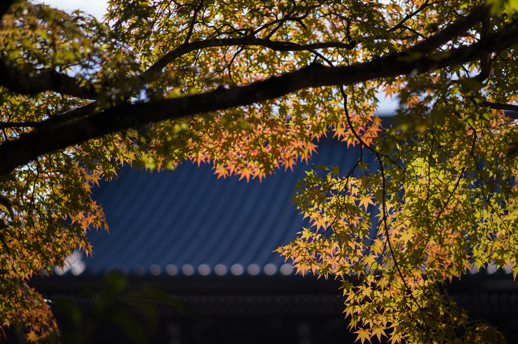 清水の紅葉　6