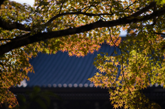 清水の紅葉　6