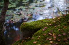 京都天授庵　紅葉3