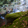 京都天授庵　紅葉3