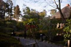 京都妙心寺　退蔵院　15