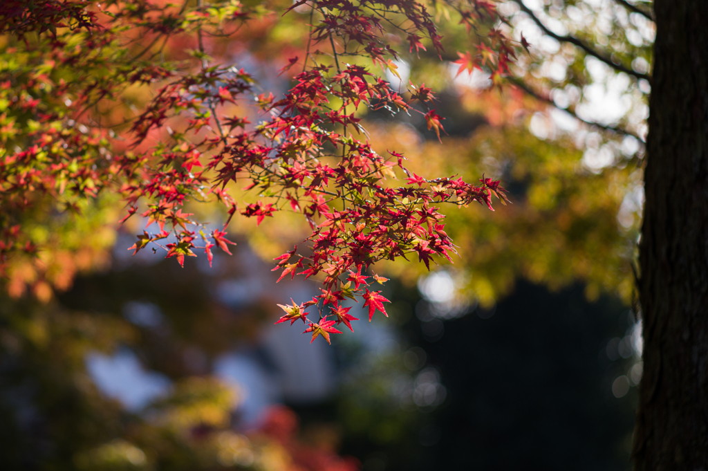 清水の紅葉　3
