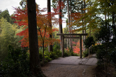 圓光寺　紅葉　20