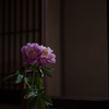 牡丹