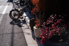 道隅の紅葉