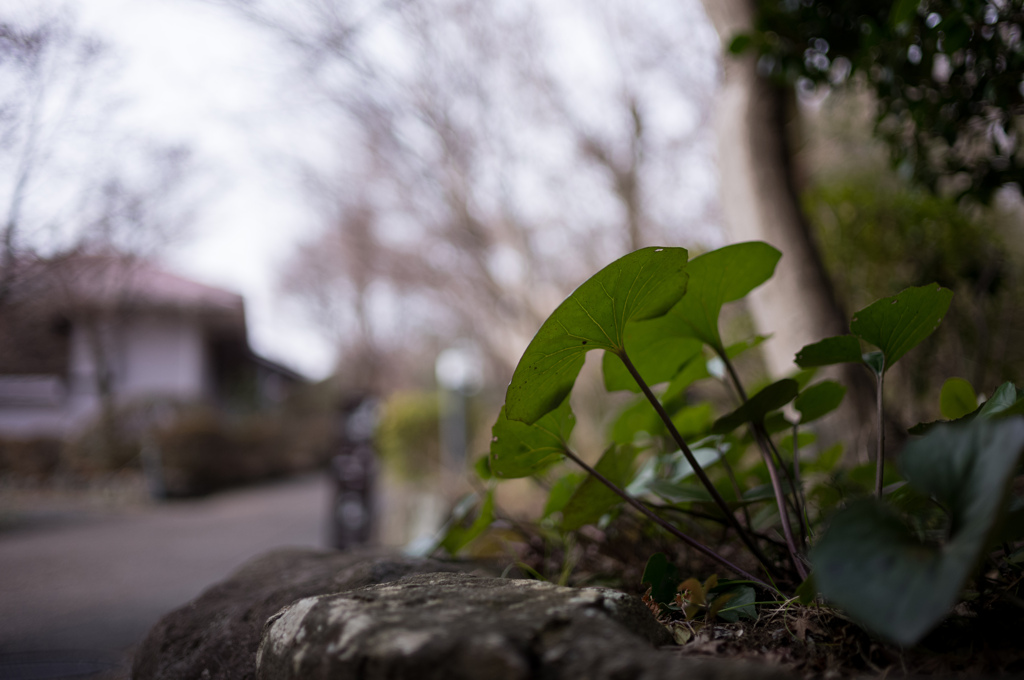 葉の裏から
