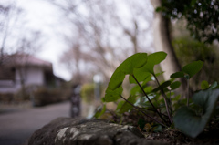 葉の裏から