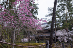 南禅寺の桜　2