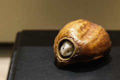 京都清宗根付館　10月展　7