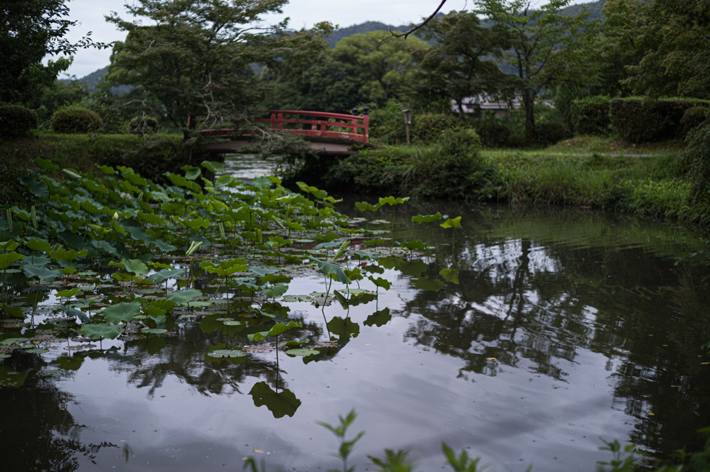 蓮の池