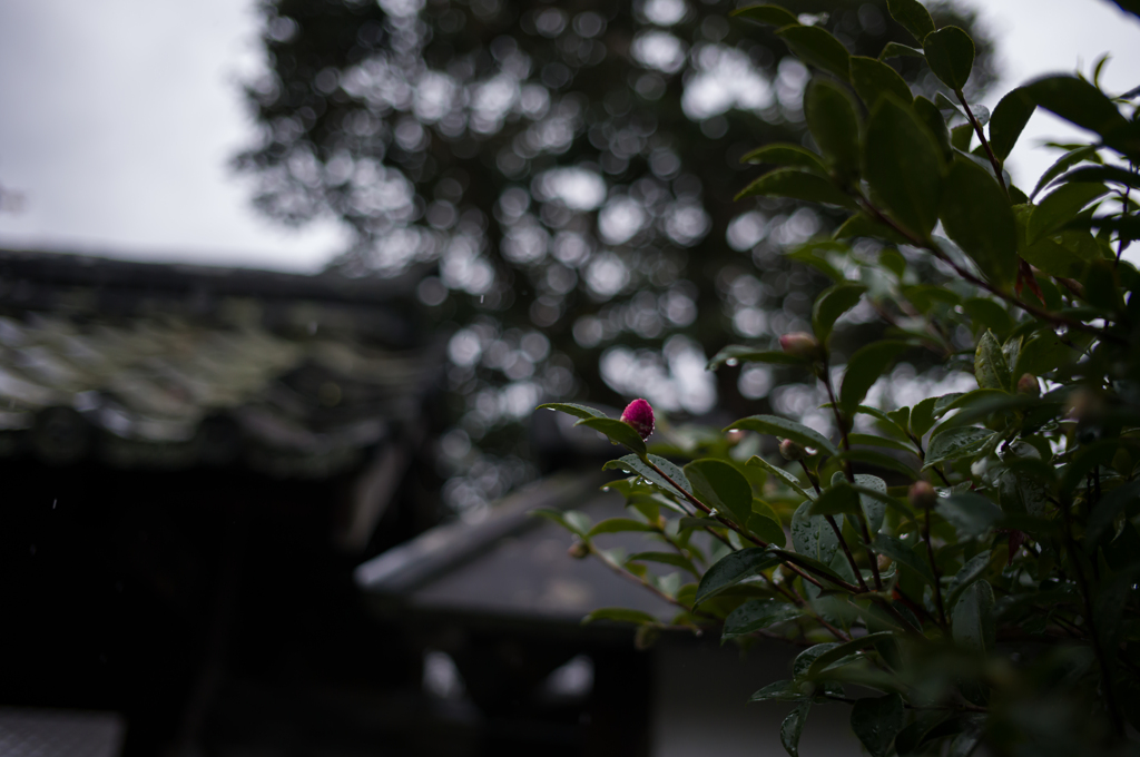 京都嵯峨嵐山　4