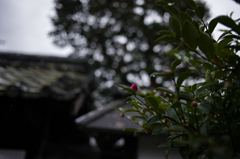 京都嵯峨嵐山　4