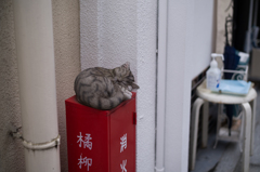 にゃんこのある風景。その1