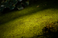 奈良吉城園　23