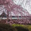 枝垂れ桜