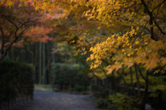 圓光寺　紅葉　12