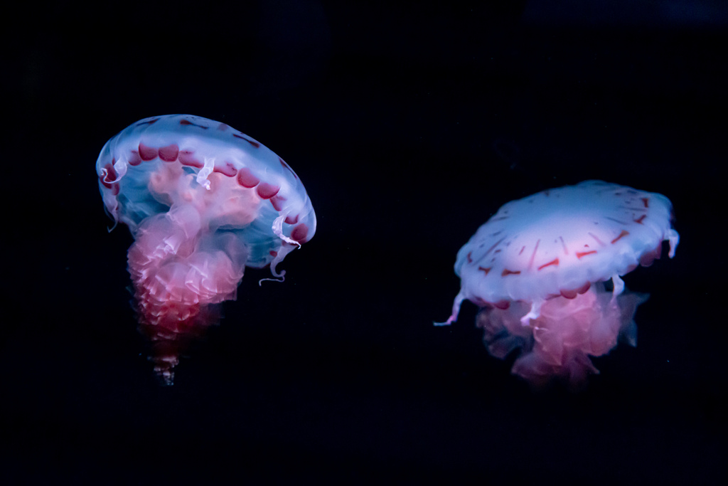 暑いので水族館へ 12